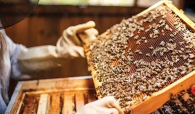 Soğuk geçen ilkbahar balı da vurdu: Verim yüzde 40 düştü