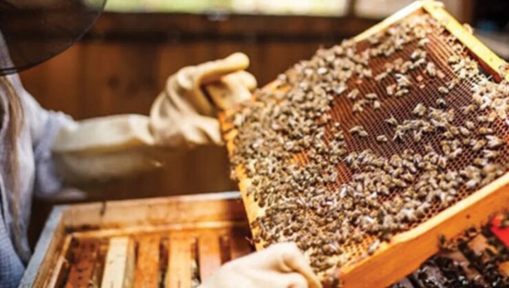 Soğuk geçen ilkbahar balı da vurdu: Verim yüzde 40 düştü