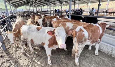 Son dakika… Bakanlıktan 81 ile ‘acele’ kodlu yazı: Türkiye genelinde hayvan pazarları kapatıldı!