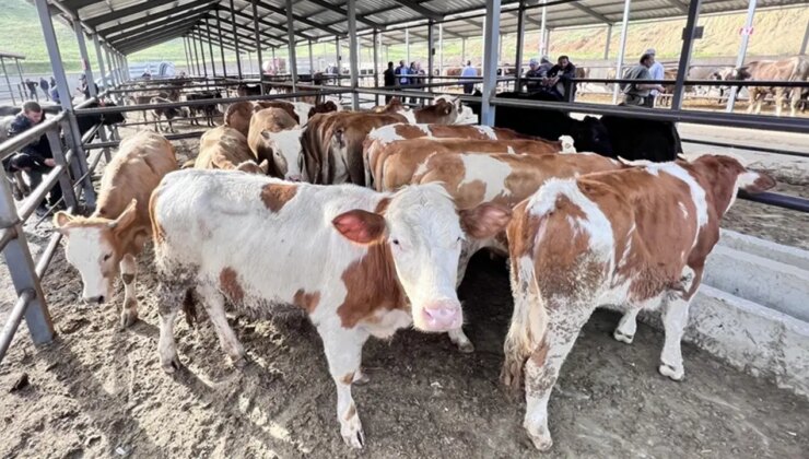 Son dakika… Bakanlıktan 81 ile ‘acele’ kodlu yazı: Türkiye genelinde hayvan pazarları kapatıldı!