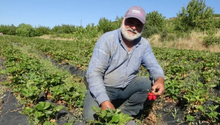 Talebe yetişemiyor: Hasadı aralık ayına kadar sürecek! Kilosu 100 TL…