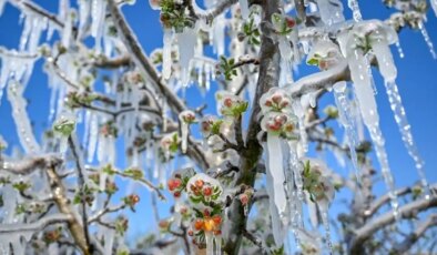 Tarım sigortası poliçe bedelinin yüzde kaçını devlet karşılıyor? Tarım sigortası olmayan çiftçilere zirai don desteği var mı?