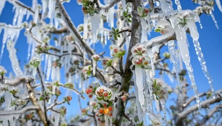Tarım sigortası poliçe bedelinin yüzde kaçını devlet karşılıyor? Tarım sigortası olmayan çiftçilere zirai don desteği var mı?