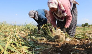 Taşköprü’de zorlu hasat başladı: Güneşin altında bin 200 TL yevmiye ile çalışıyorlar !