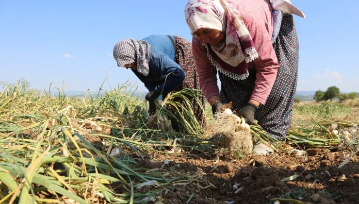 Taşköprü’de zorlu hasat başladı: Güneşin altında bin 200 TL yevmiye ile çalışıyorlar !