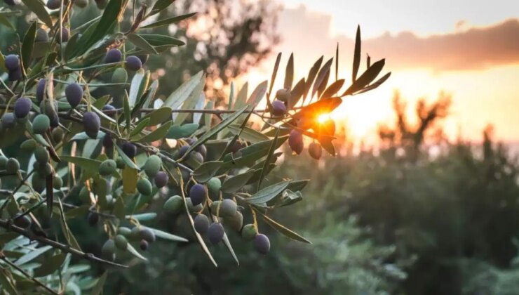 TBMM Genel Kurulu’nda zeytinlik kıyımı teklifinde ilk 4 madde kabul edildi