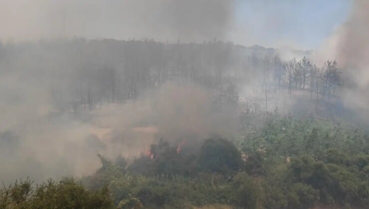 Tekirdağ’da orman yangını