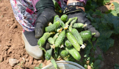 Tescilli hasat başladı: Kütür kütür olan tek turşu…