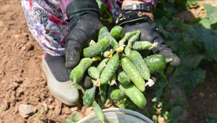 Tescilli hasat başladı: Kütür kütür olan tek turşu…