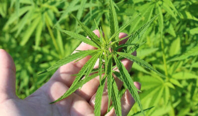 Tıbbi kenevir nedir? Tıbbi kenevir ne işe yarar?