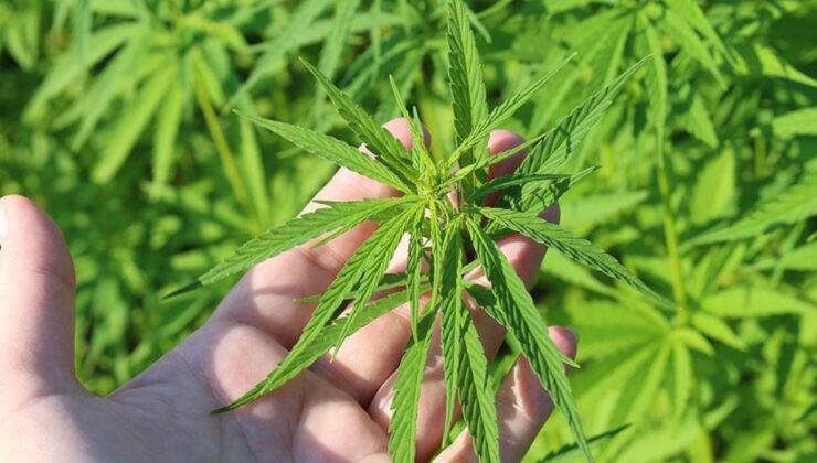 Tıbbi kenevir nedir? Tıbbi kenevir ne işe yarar?