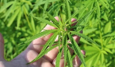 Tıbbi kenevir nedir? Tıbbi kenevirin faydaları neler? Tıbbi kenevir ne için kullanılır?