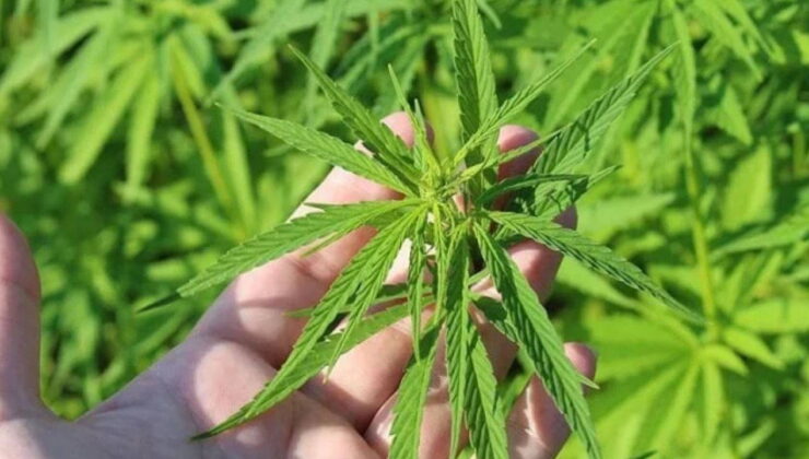 Tıbbi kenevir nedir? Tıbbi kenevirin faydaları neler? Tıbbi kenevir ne için kullanılır?