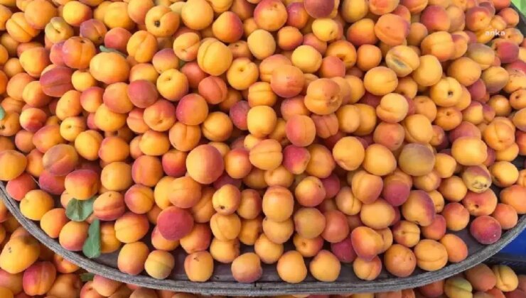 Ticaret Bakan Yardımcısı Gürcan: ‘Iğdır’da kayısı 1 TL, İstanbul’da 120 TL’ye satılıyor’ paylaşımları üzerine inceleme başlattı