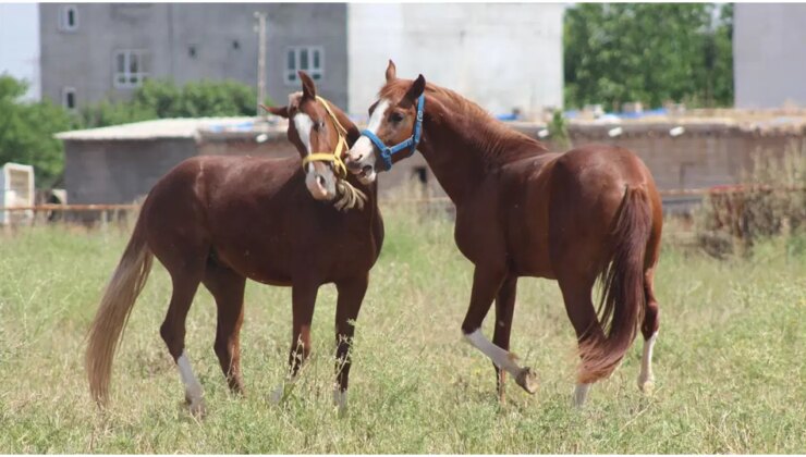 TİGEM’den safkan Arap koşu tayı satışı: Teminat bedeli belli oldu