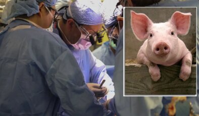 Tıp dünyasında heyecanlandıran gelişme: Domuzdan organ naklinde yeni umut