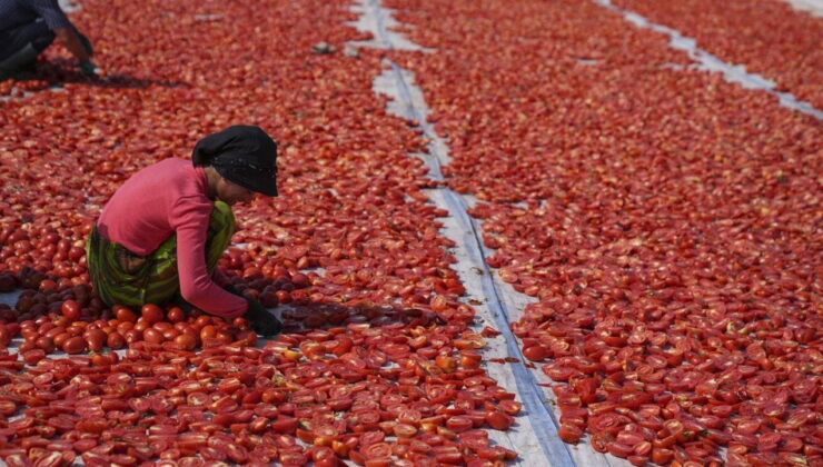 Torbalı Ovası’nda hasat sona erdi! Her gün 20 kamyon mahsul kurutuluyor