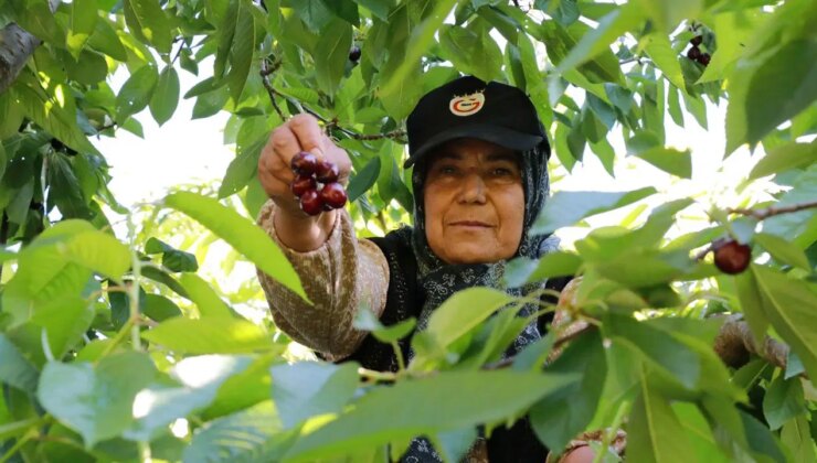 Torosların eteğinde hüzünlü hasat: Rekolte yüzde 90 düştü!