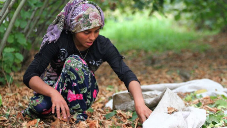 Trabzon’da fındık işçilerine ödenecek rakam açıklandı