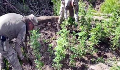 TTB ve Türkiye Psikiyatri Derneği’nden ‘kenevir yasası’ uyarısı