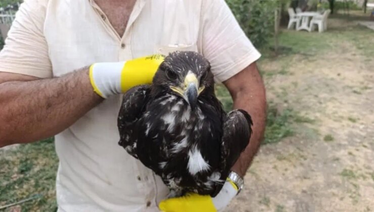Tunceli’de nesli tehdit altındaki kaya kartalı kurtarıldı