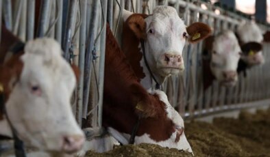 Türk Veteriner Hekimleri Birliği’nden ‘şap hastalığı’ alarmı