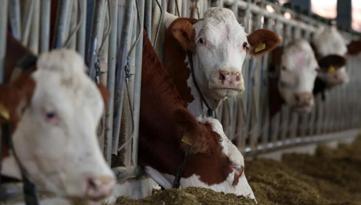 Türk Veteriner Hekimleri Birliği’nden ‘şap hastalığı’ alarmı