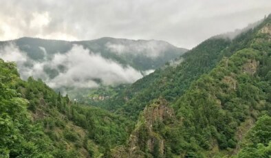 Türkiye ormanlarının ağaç haritası: Ormanların türlere göre dağılımı