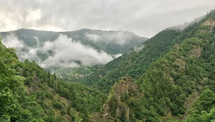 Türkiye ormanlarının ağaç haritası: Ormanların türlere göre dağılımı
