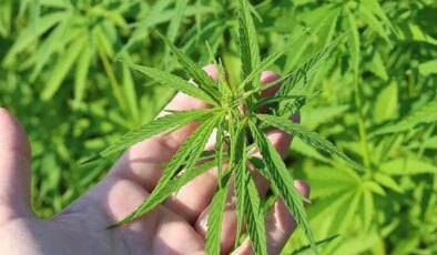 Türkiye Psikiyatri Derneği’nden ‘kenevir’ düzenlemesine ilişkin kritik uyarı