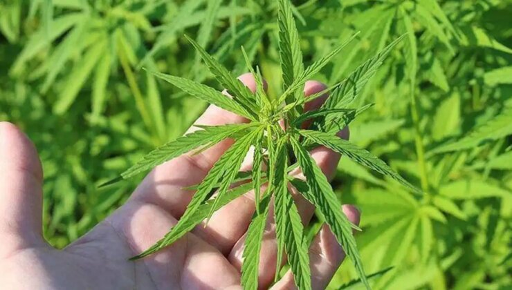 Türkiye Psikiyatri Derneği’nden ‘kenevir’ düzenlemesine ilişkin kritik uyarı