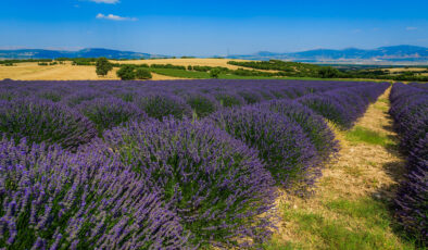 Türkiye’nin en gözde 5 lavanta bahçesi
