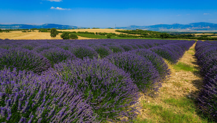 Türkiye’nin en gözde 5 lavanta bahçesi