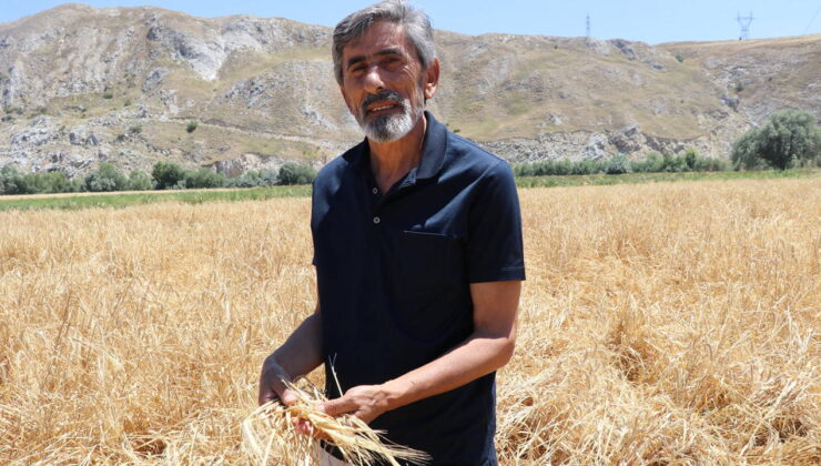 Türkiye’nin tahıl ambarında hasat başladı: 1 ay sürecek…