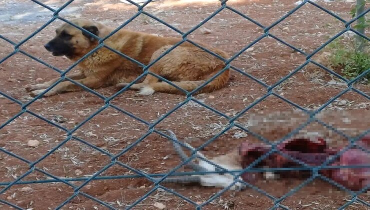 Üniversitede koruma altında tutulan ceylanları köpekler yedi