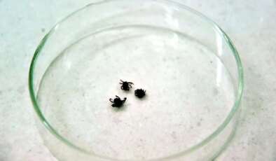 Uzmanı tek tek açıkladı: Kenelere karşı nasıl giyinmeliyiz?