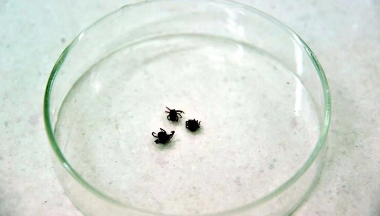 Uzmanı tek tek açıkladı: Kenelere karşı nasıl giyinmeliyiz?