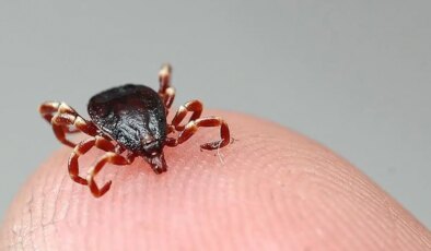 Uzmanı uyardı: ‘Keneler ölümcül hastalıklar bulaştırıyor’