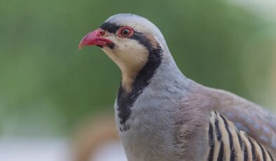 Uzmanından kenelere çözüm: ‘Kuş avı yasaklansın’