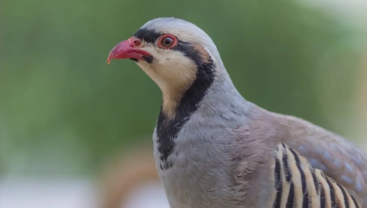 Uzmanından kenelere çözüm: ‘Kuş avı yasaklansın’