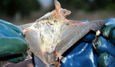 Uzmanlardan küresel salgın uyarısı: Çin’de yarasalarda 22 yeni virüs keşfedildi
