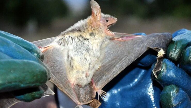 Uzmanlardan küresel salgın uyarısı: Çin’de yarasalarda 22 yeni virüs keşfedildi