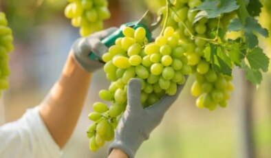 Üzüm, şifa saçıyor: Kalpten cilde kadar sayısız faydası var