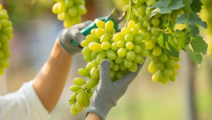 Üzüm, şifa saçıyor: Kalpten cilde kadar sayısız faydası var