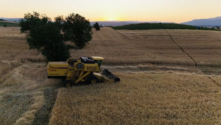Vezirköprü’de hasat başladı:  70 bin ton rekolte bekleniyor!