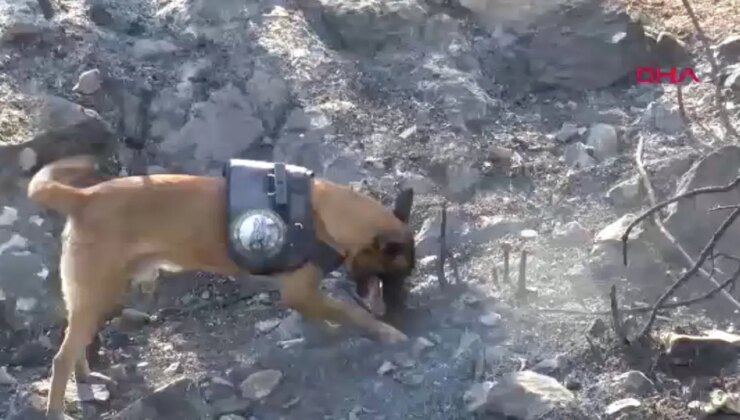 Yangın tespit köpeği ‘Ateş’, şüpheli yangınların izini sürüyor