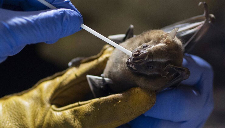 Yeni salgın mı geliyor? Yarasa kaynaklı virüsler hakkında merak edilenler