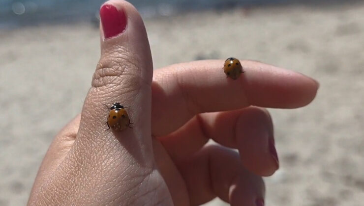 Yetkililer uyardı: Uğur böceği görenler dikkat!