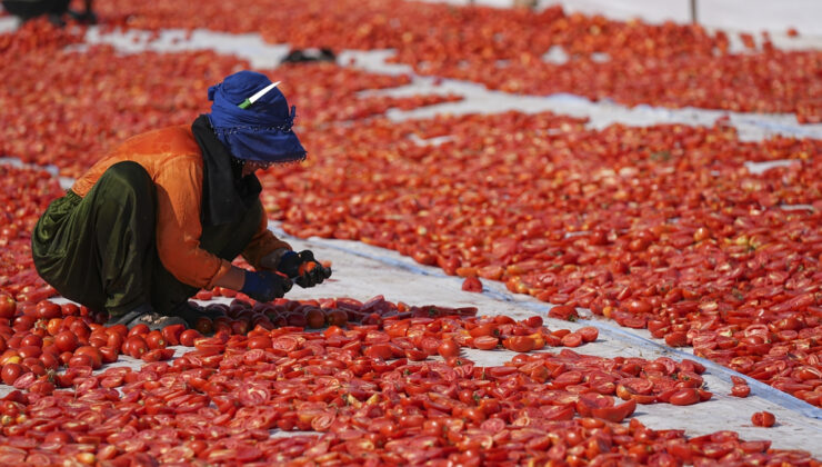 Yılın ilk yarısında kurutulmuş domatesten 95 milyon dolar kazanç