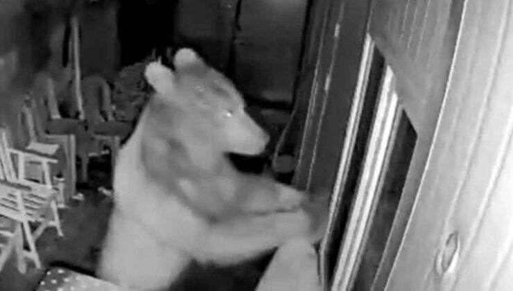 Yiyecek arayan ayı kapıyı zorlayarak işçilerin kulübesine girdi